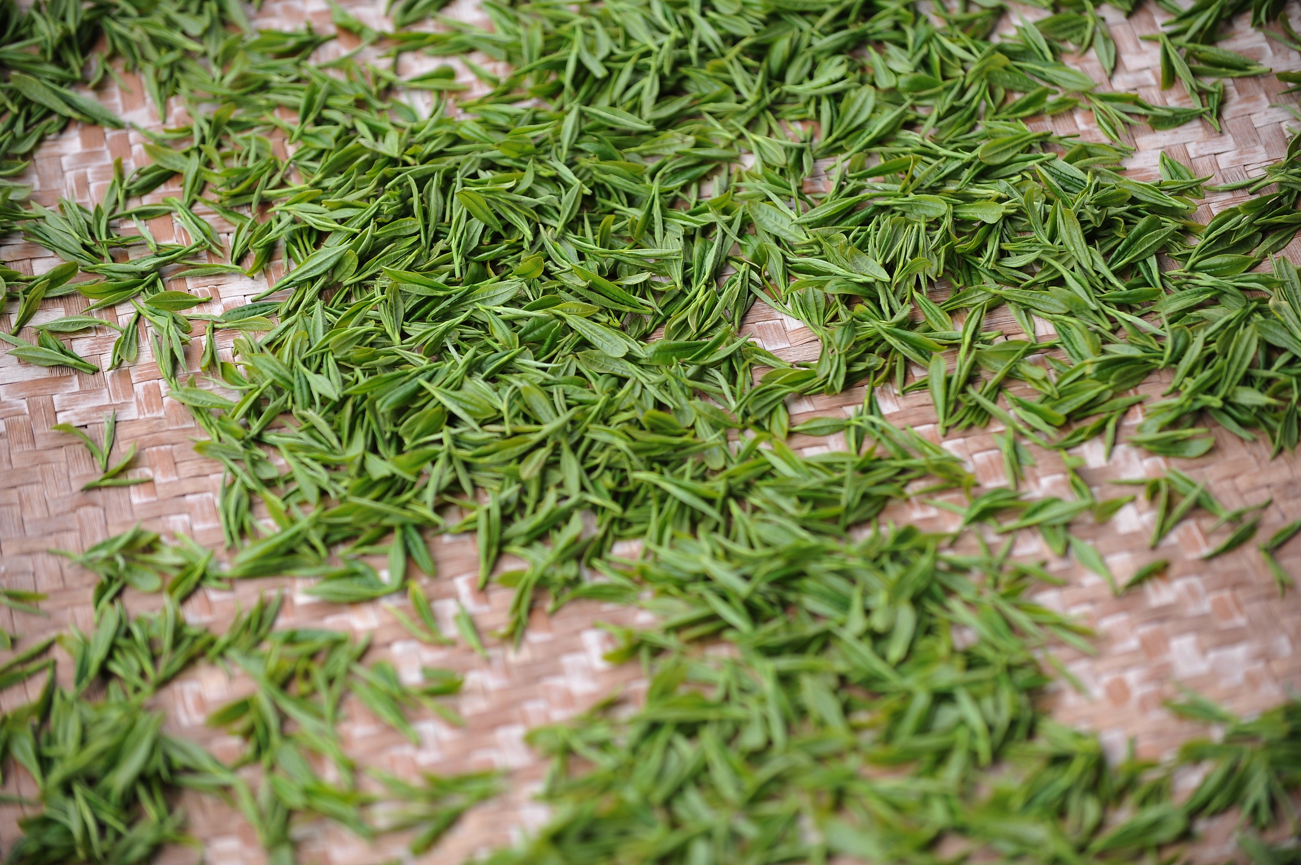 The Differences between Chinese and Japanese Green Tea