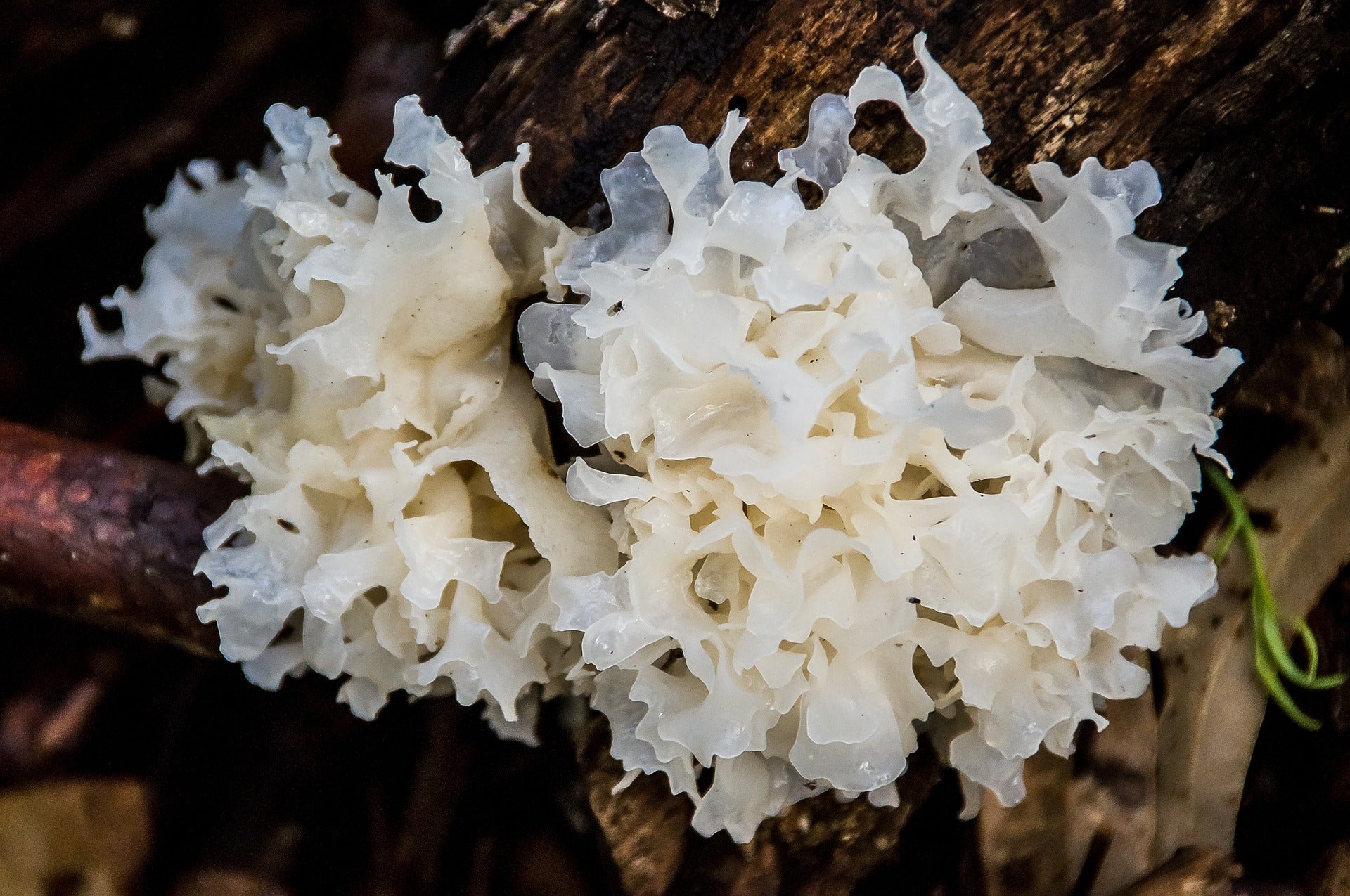 Health and skin care benefits of Tremella mushroom