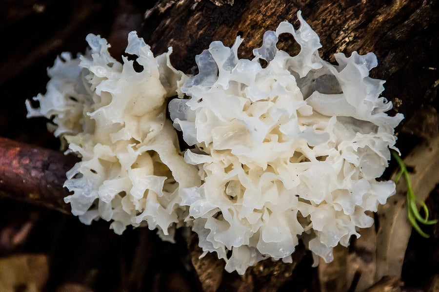 Health and skin care benefits of Tremella mushroom