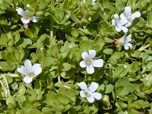 Bacopa: the memory and cognition booster