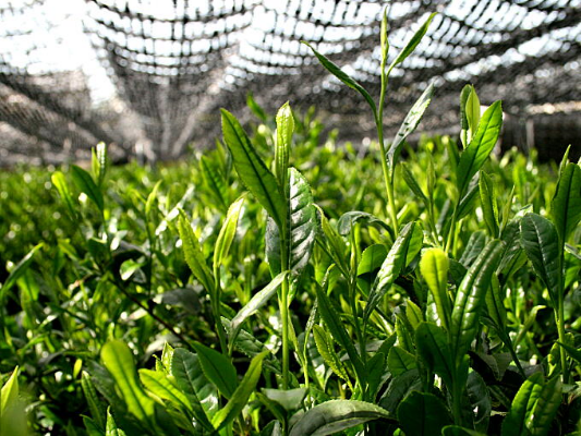 Chlorophyll, the Healer and Detoxifier