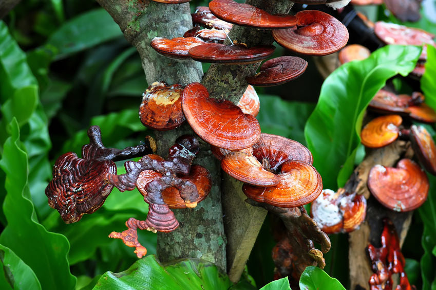 Ingredient Spotlight: Reishi, Chaga & Cordyceps